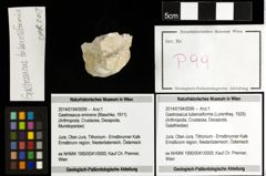 Foto (Objekt + Etiketten) von Gastrosacus tuberosiformis (Lorenthey, 1929) 